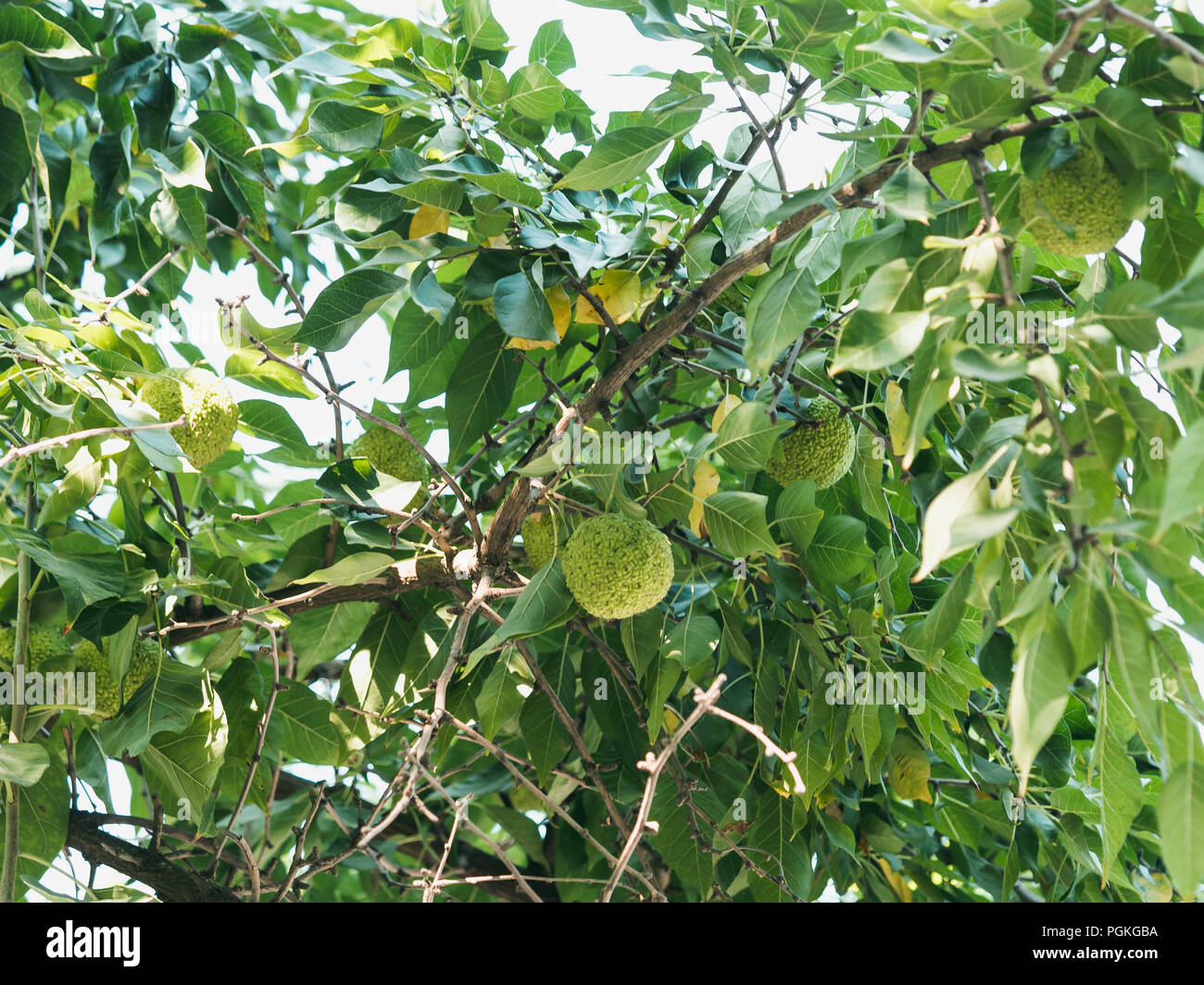 Grüne Früchte von maclura pomifera Osage orange, Apple, Adam's Apple im Wilden am Baum wachsen. Maclura Obst in der alternativen Medizin verwendet, in particul Stockfoto