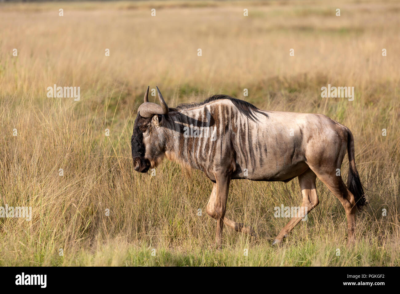 Gnus Masai Mara Stockfoto