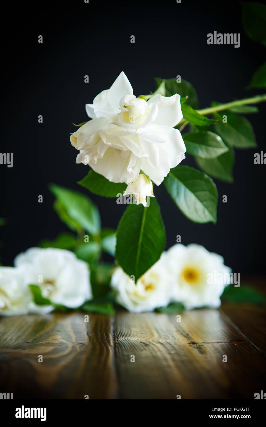 Schöne weiße Blühende Rosen auf schwarzem Hintergrund Stockfoto