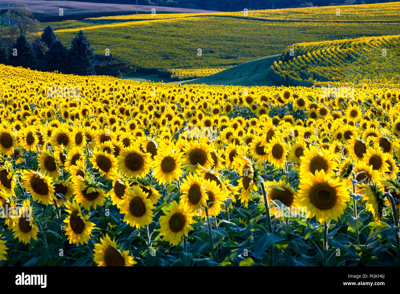 Sonnenblumen in White Hall, Maryland, USA. Stockfoto