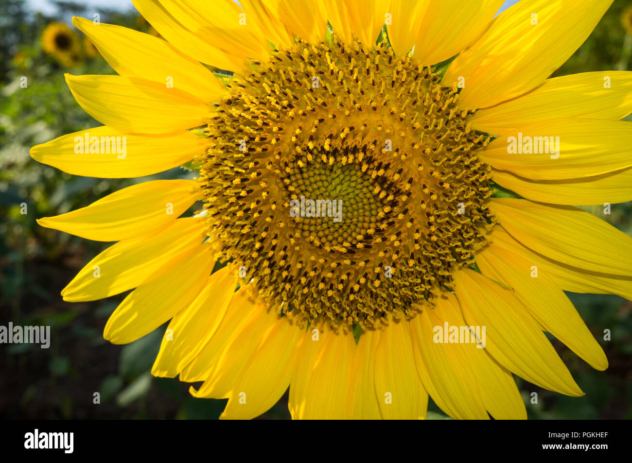 Die Sonnenblume (Helianthus annuus) ist eine einjährige Pflanze aus der Familie der Asteraceae, mit einem großen Blütenkopf (mittelfußkopf). Stockfoto