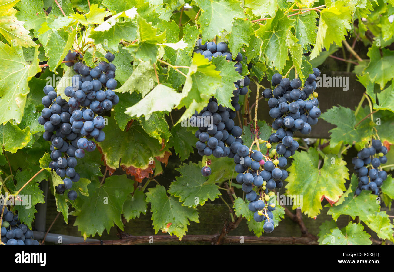 Große Trauben von blauen Trauben hängen bereit für Traubensaft oder Rotwein abgeholt zu werden, Stockfoto