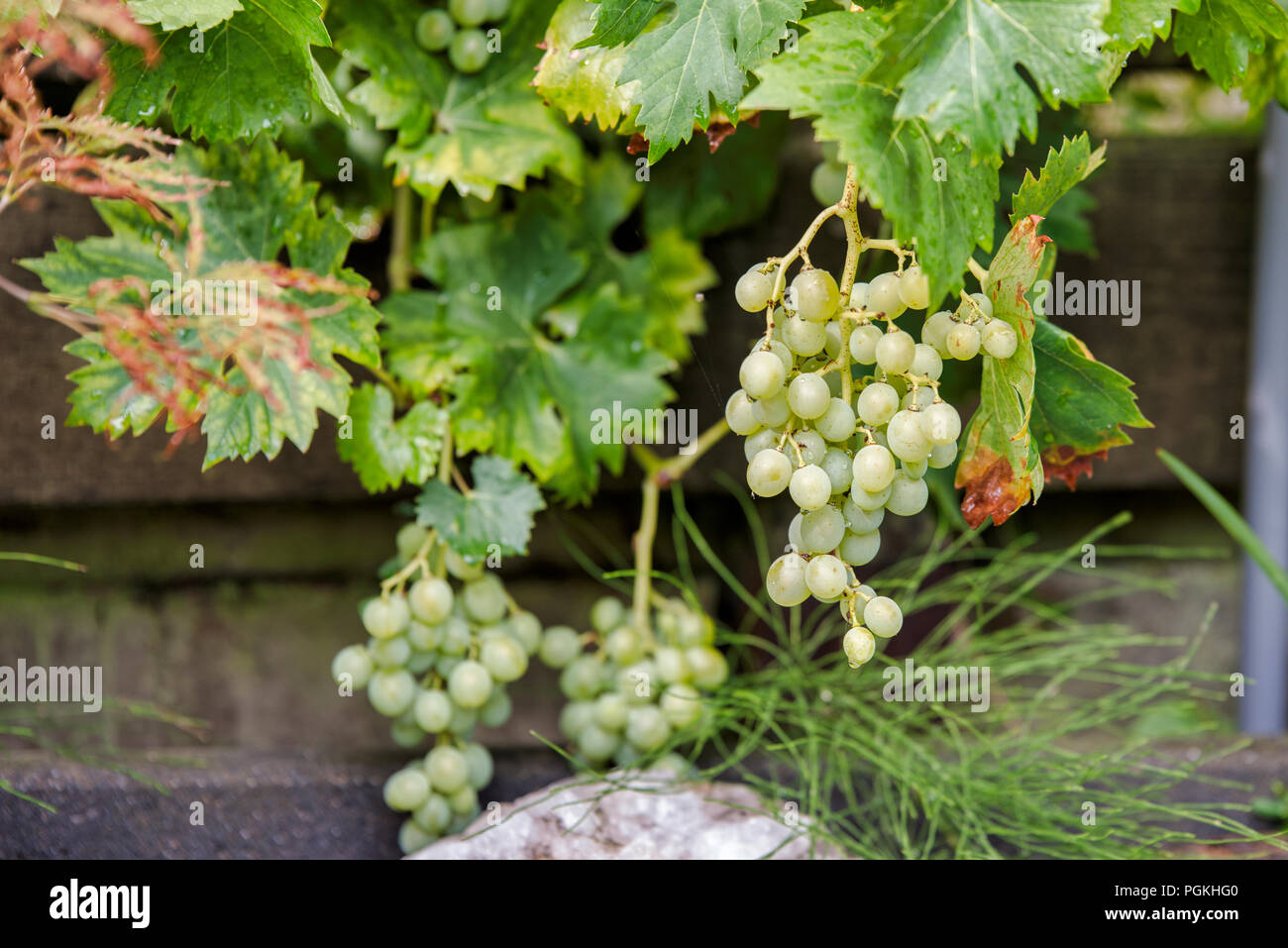 Große Trauben aus weißen Trauben hängen bereit für Traubensaft oder Rotwein abgeholt zu werden, Stockfoto