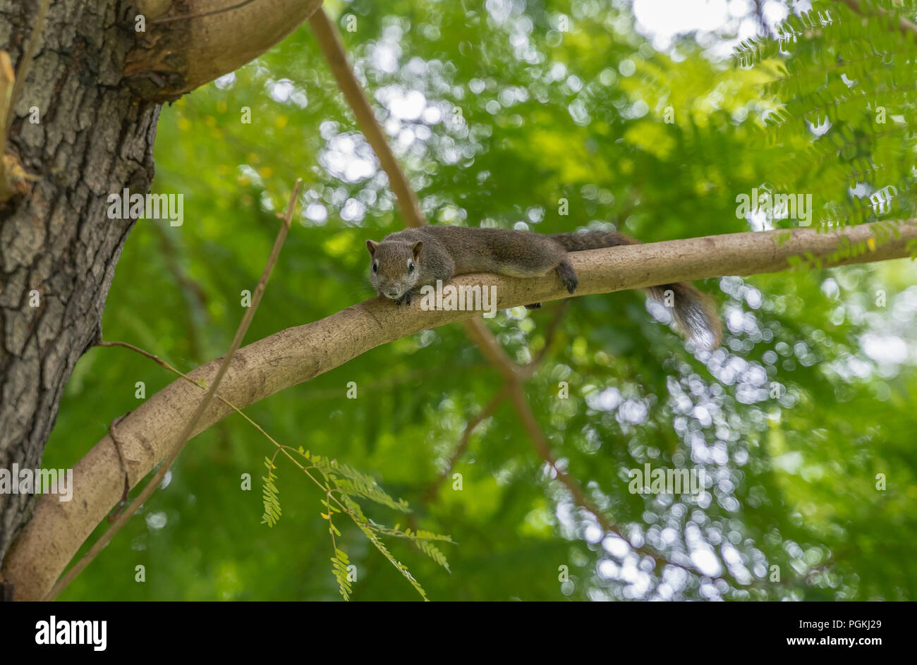 Ein niedliches Eichhörnchen entspannen Sie sich auf einem Baum. Stockfoto