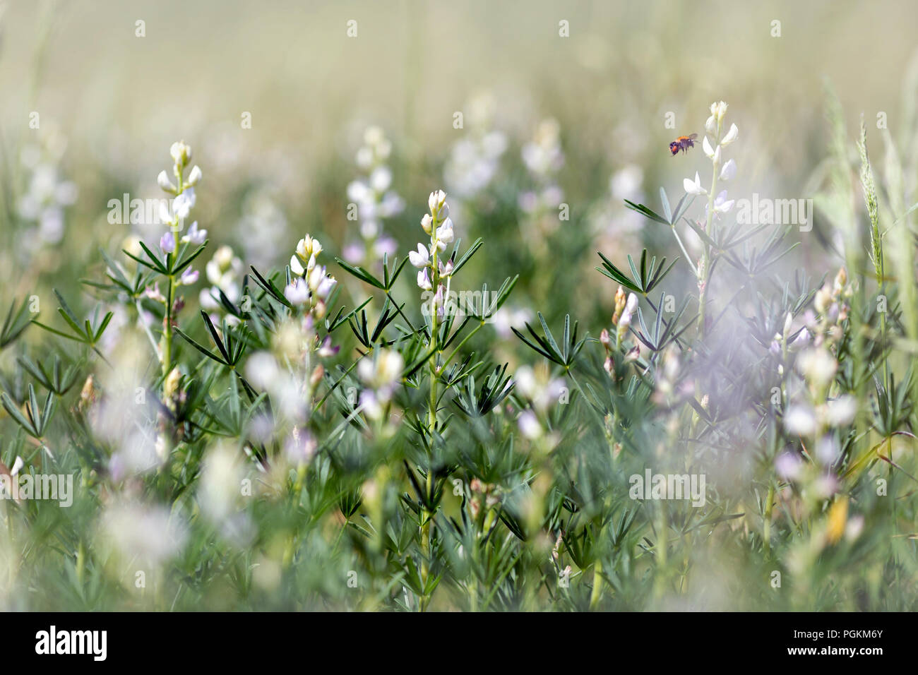 Sommer auf der grünen Wiese voller Lupin Stockfoto