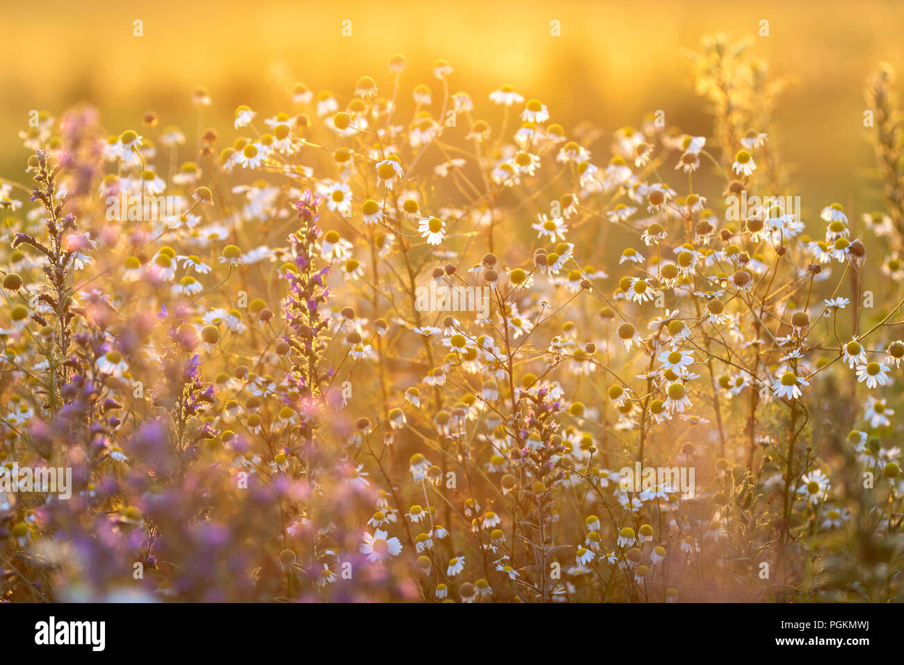 Schönen sommer wiese mit bunten Blumen im Abendlicht Stockfoto