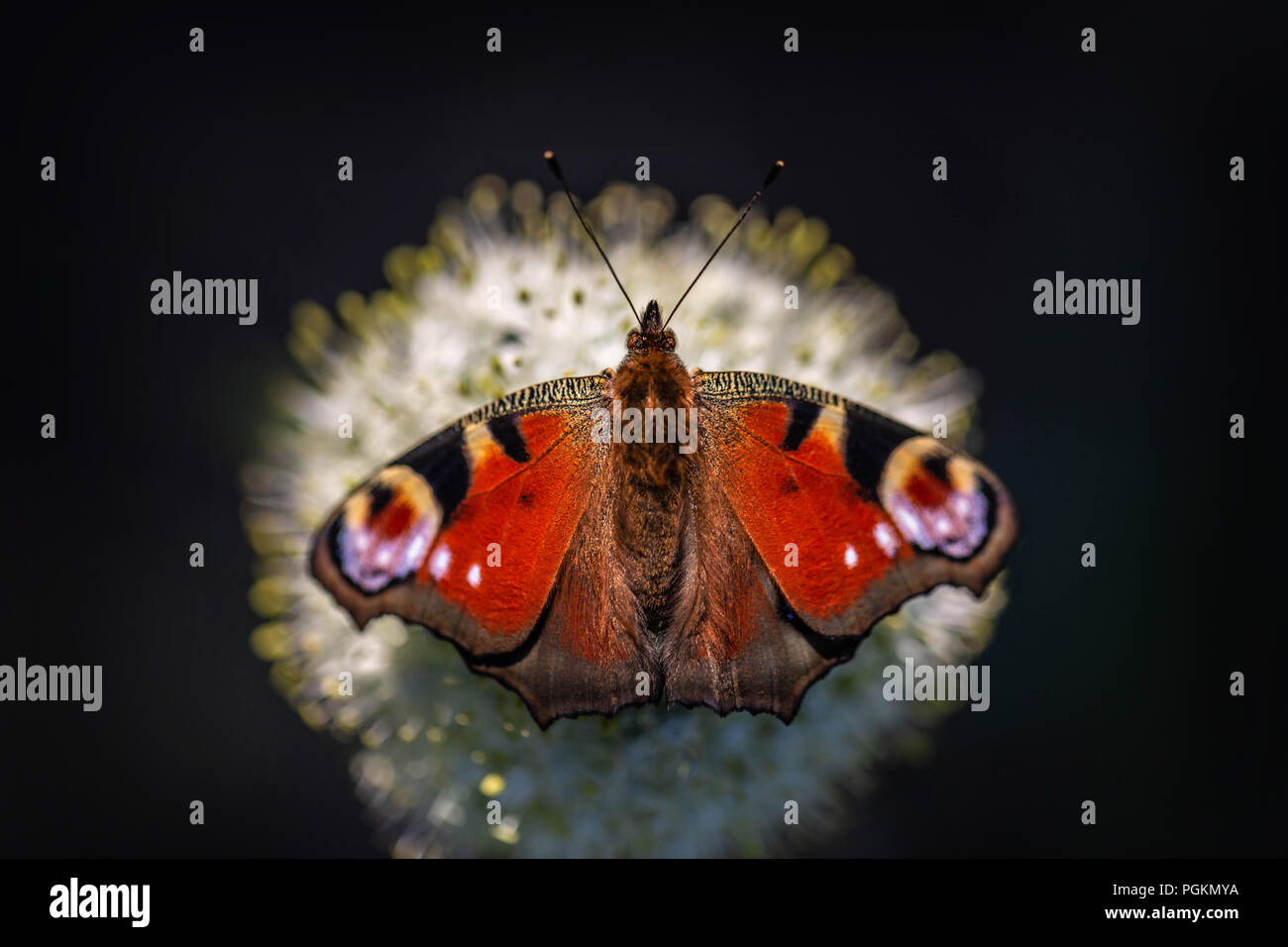 Tagpfauenauge (Nymphalis io) sitzen auf einer Blume Stockfoto