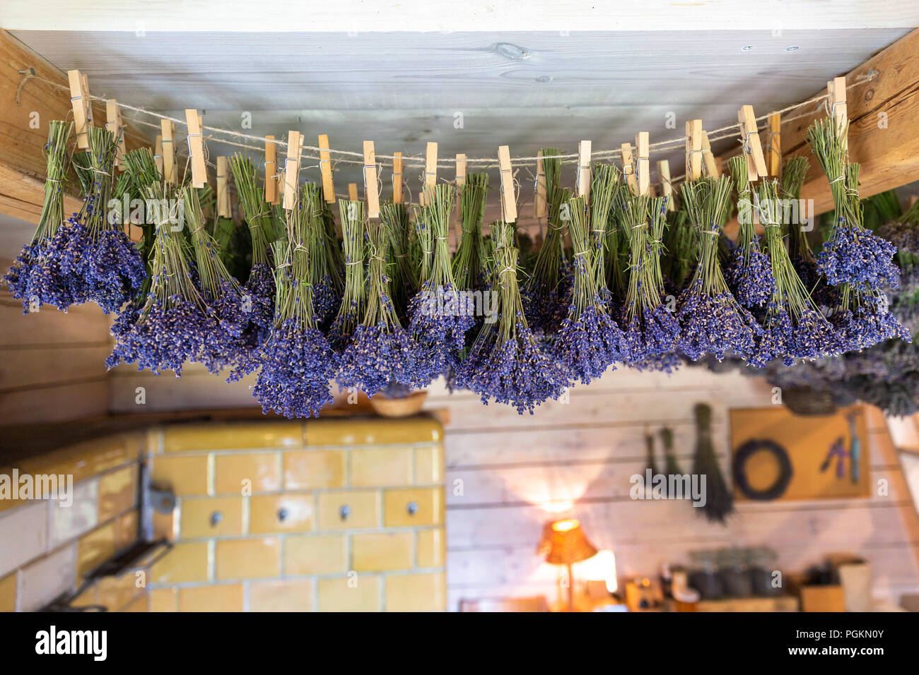 Getrocknete Trauben von laveder hängen auf der Streicher unter der Decke im Haus Stockfoto