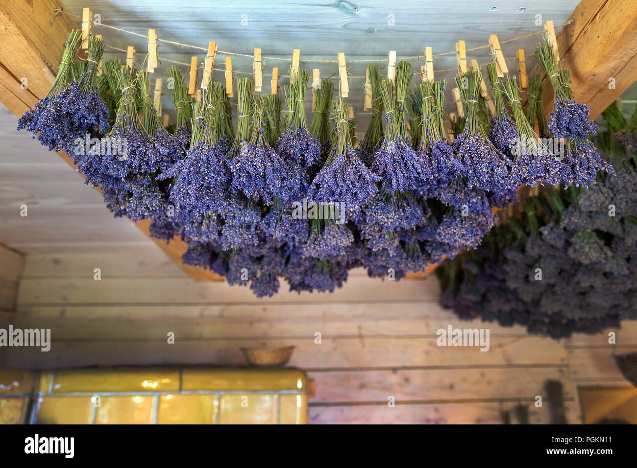 Getrocknete Trauben von laveder hängen auf der Streicher unter der Decke im Haus Stockfoto