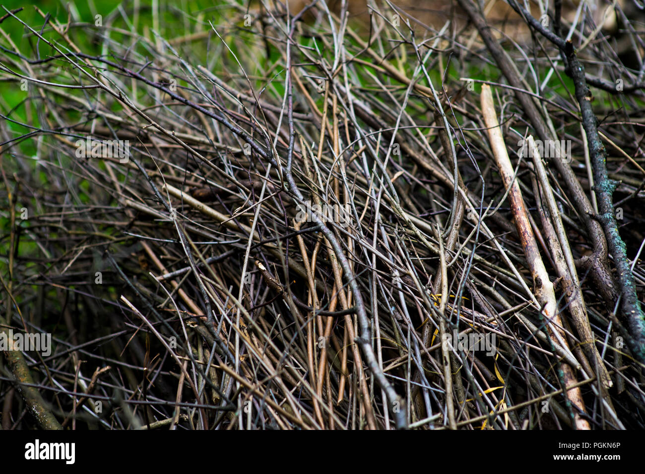 Haufen Reisig und Holz auf grünem Gras vor dem hintergrund der grünen Wald draußen Brennholz im Wald gestapelt. Trocken gefallene Bäume. Trockene Zweige sind die Ursache für Waldbrände im Sommer Stockfoto