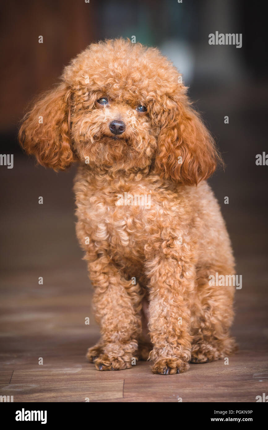 Cute Toy Pudel im Haus Stockfoto