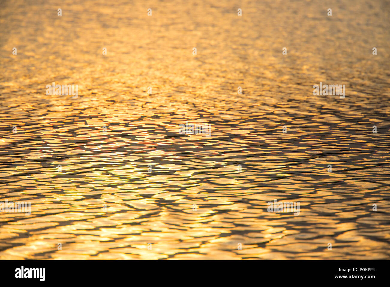 Die Sonne geht auf eine kleine Raute im Südosten von Georgia mit einem golden leuchtende Farbe. Stockfoto