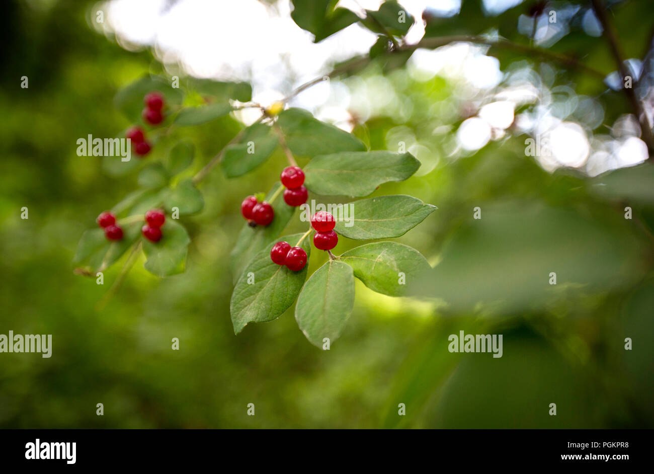 Rote Beeren hängen von einem Baum in Central Ohio. Stockfoto