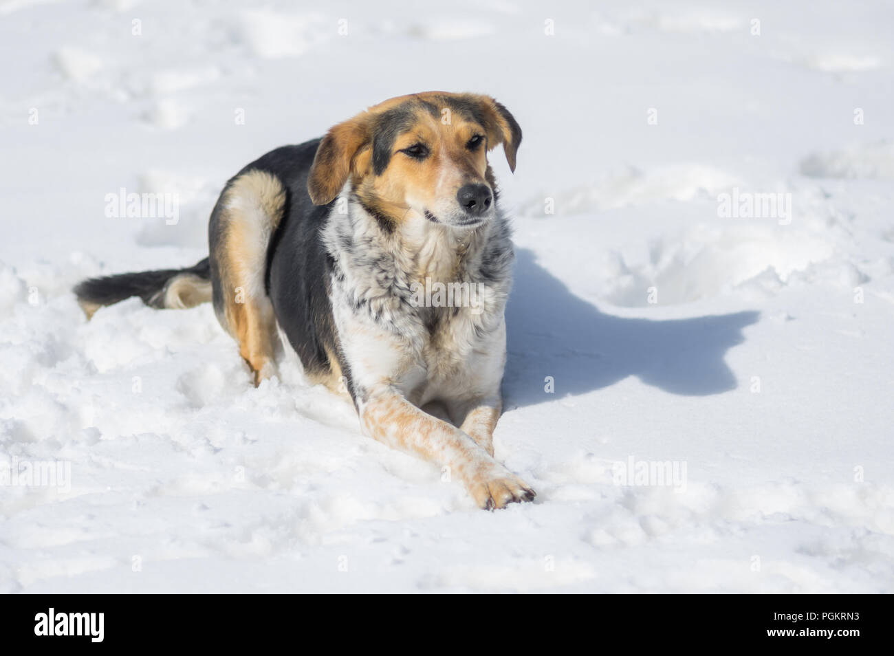 Mixed breed weiblichen Hund liegend auf dem tiefen Schnee und warten auf jeden Befehl vom Master Stockfoto