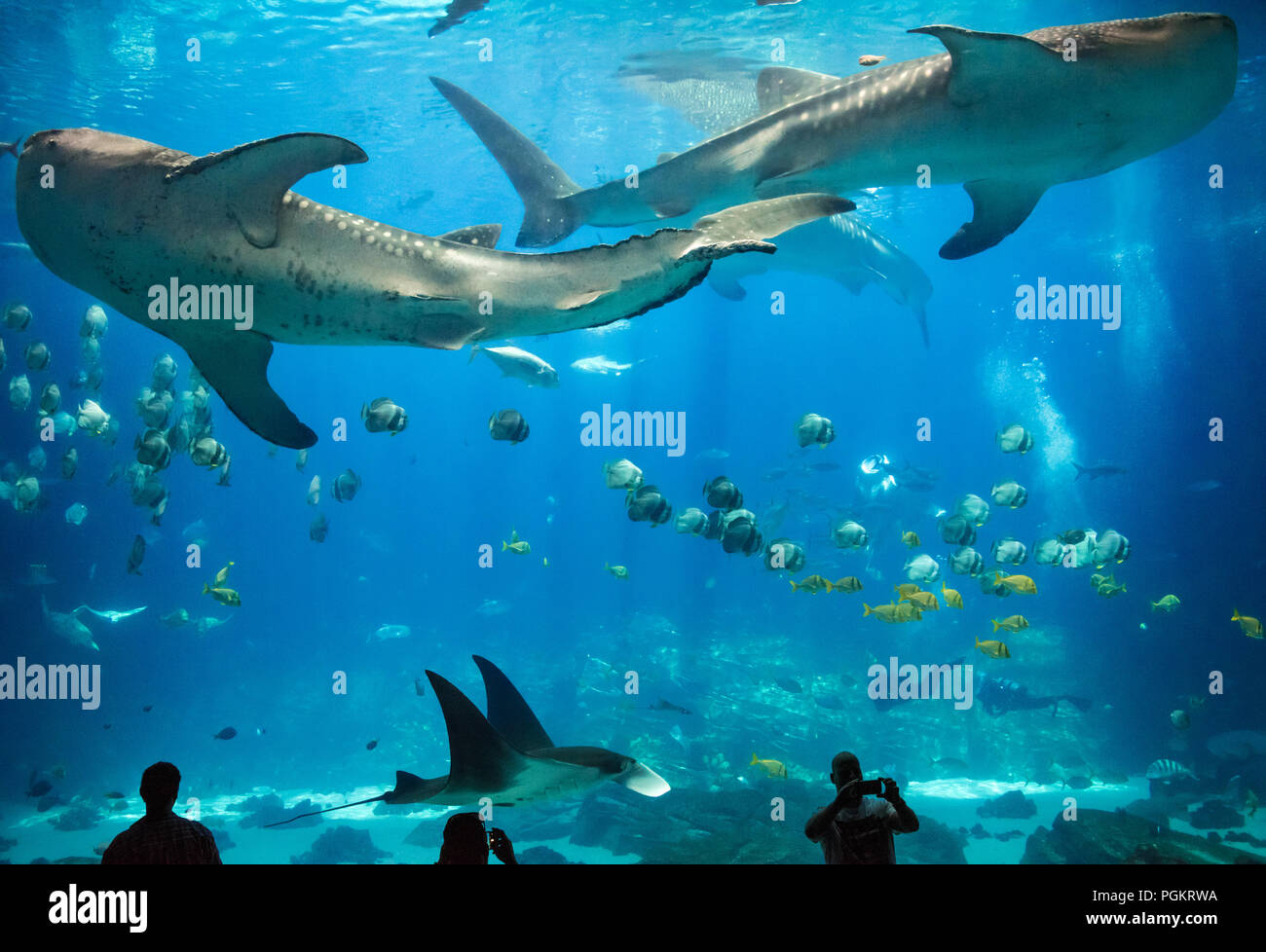 Atlanta Georgia Aquarium bietet den Besuchern eine atemberaubende Unterwasserwelt als riesige Walhaie und Mantas schwimmen mit zwei menschliche Taucher. Stockfoto