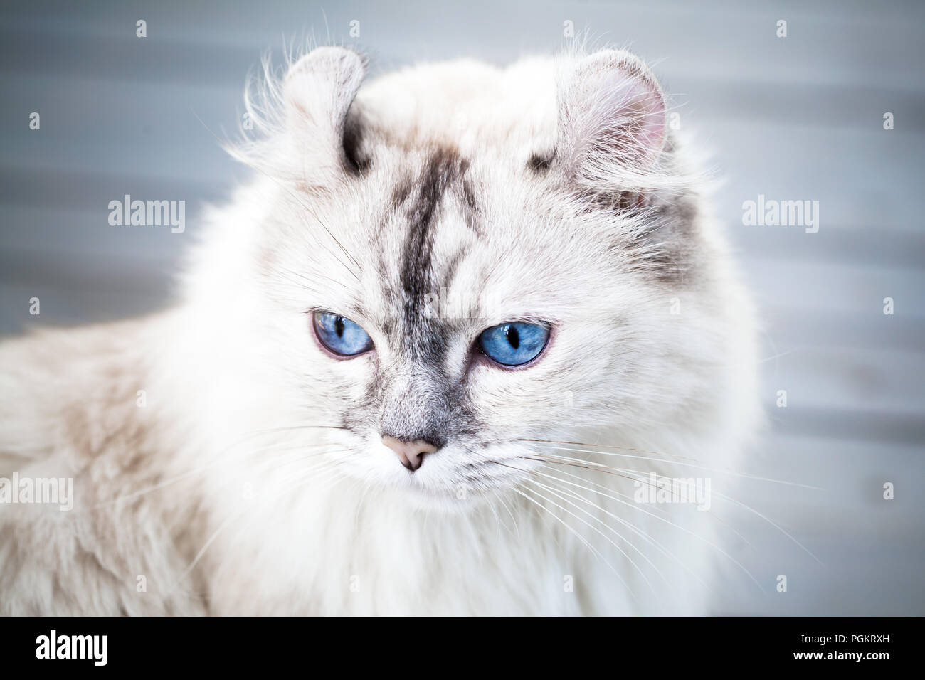 Close Up Portrait Von Niedlichen American Curl Katze Mit