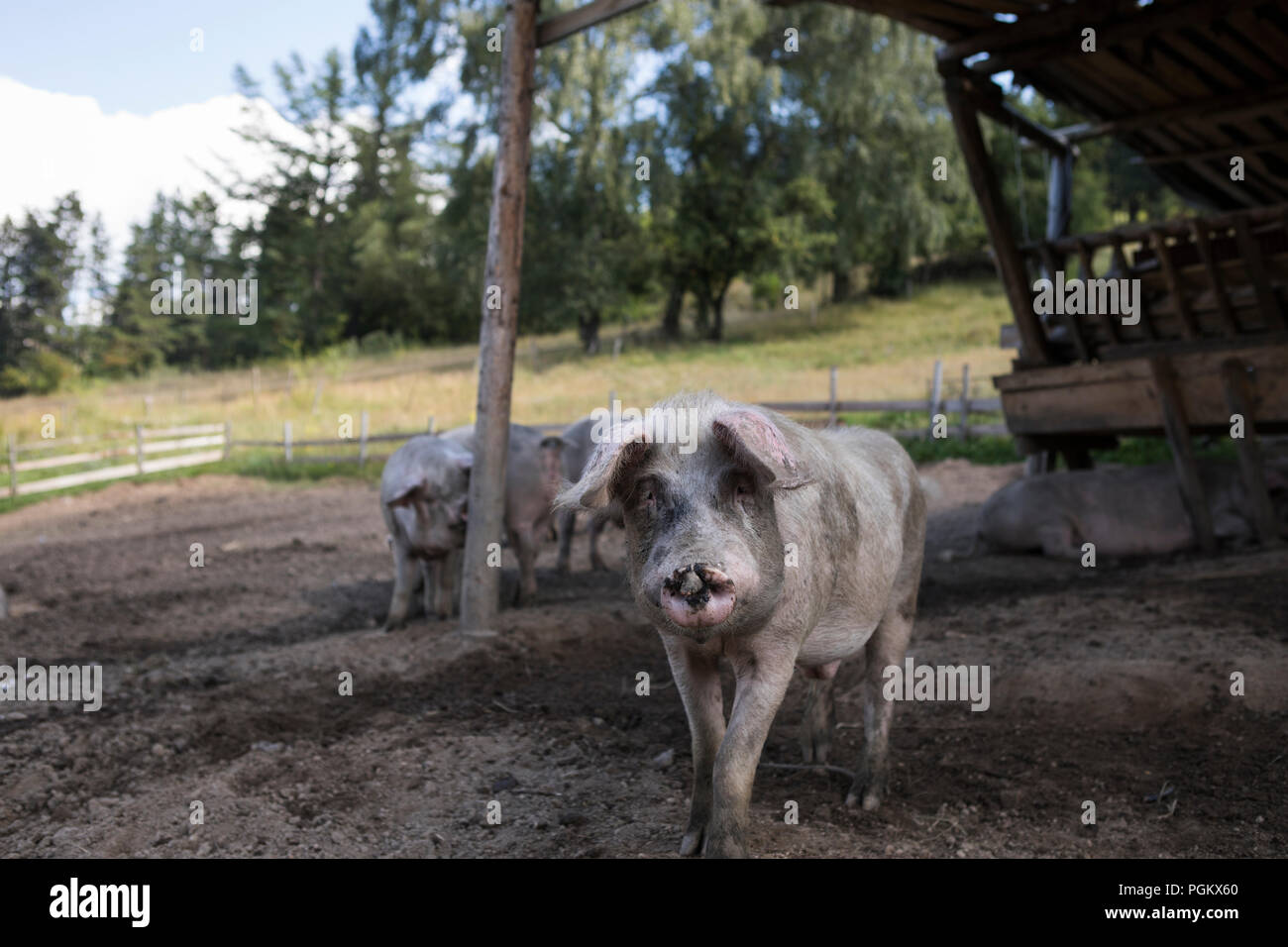 Schweine werden in einem Tier freundlich im Freien auf einem Hof in Bulgarien gehalten Stockfoto