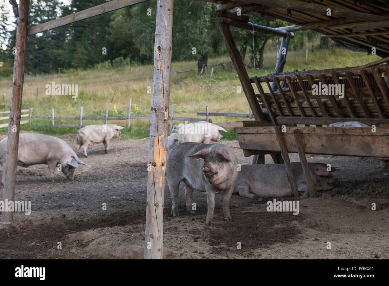 Die Freilandhaltung von Schweinen in einem Tier freundlich im Freien auf einem Hof in Bulgarien gehalten Stockfoto