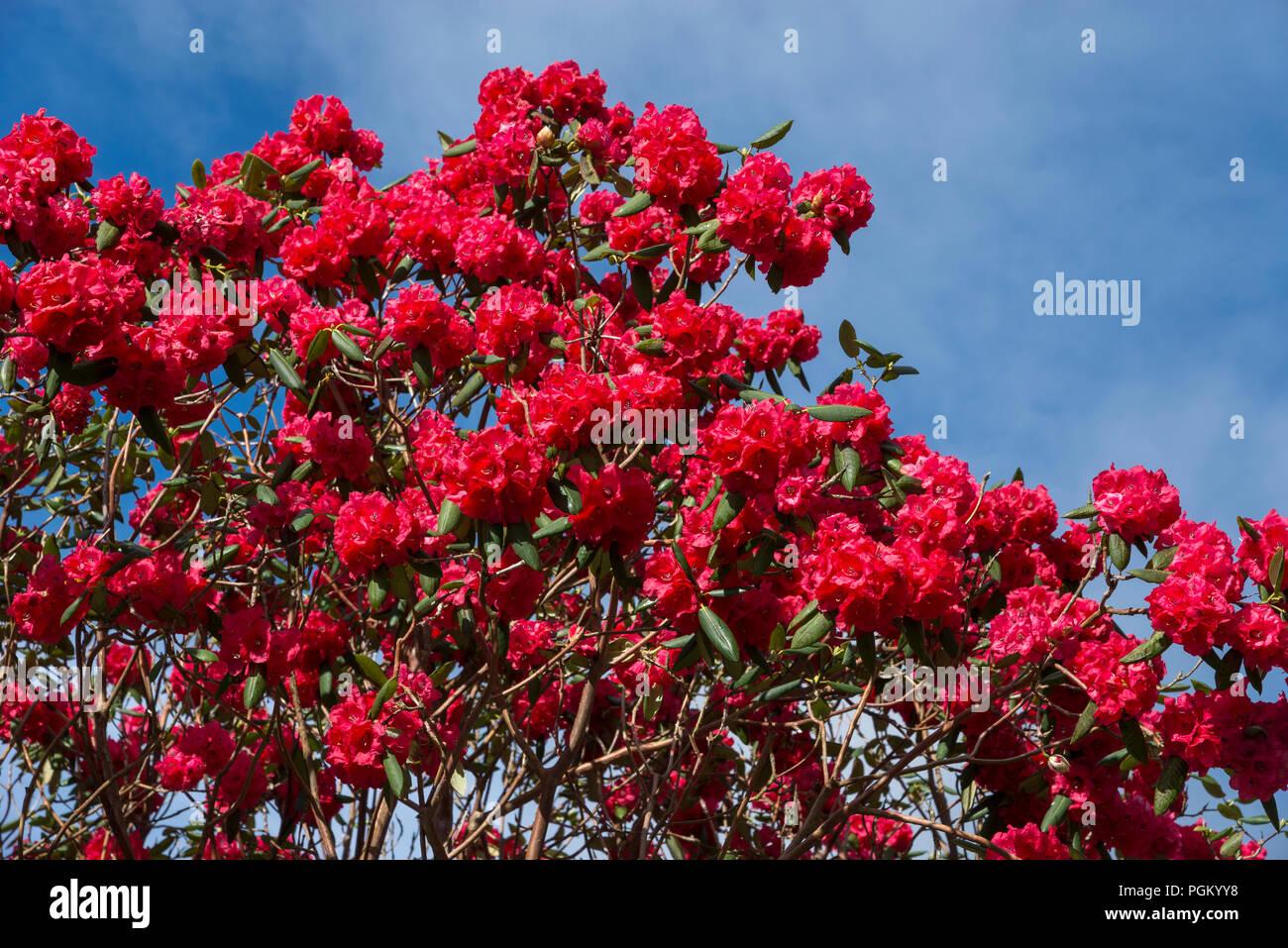 Leuchtend rot blühenden Rhododendron gegen einen klaren blauen Himmel. Stockfoto