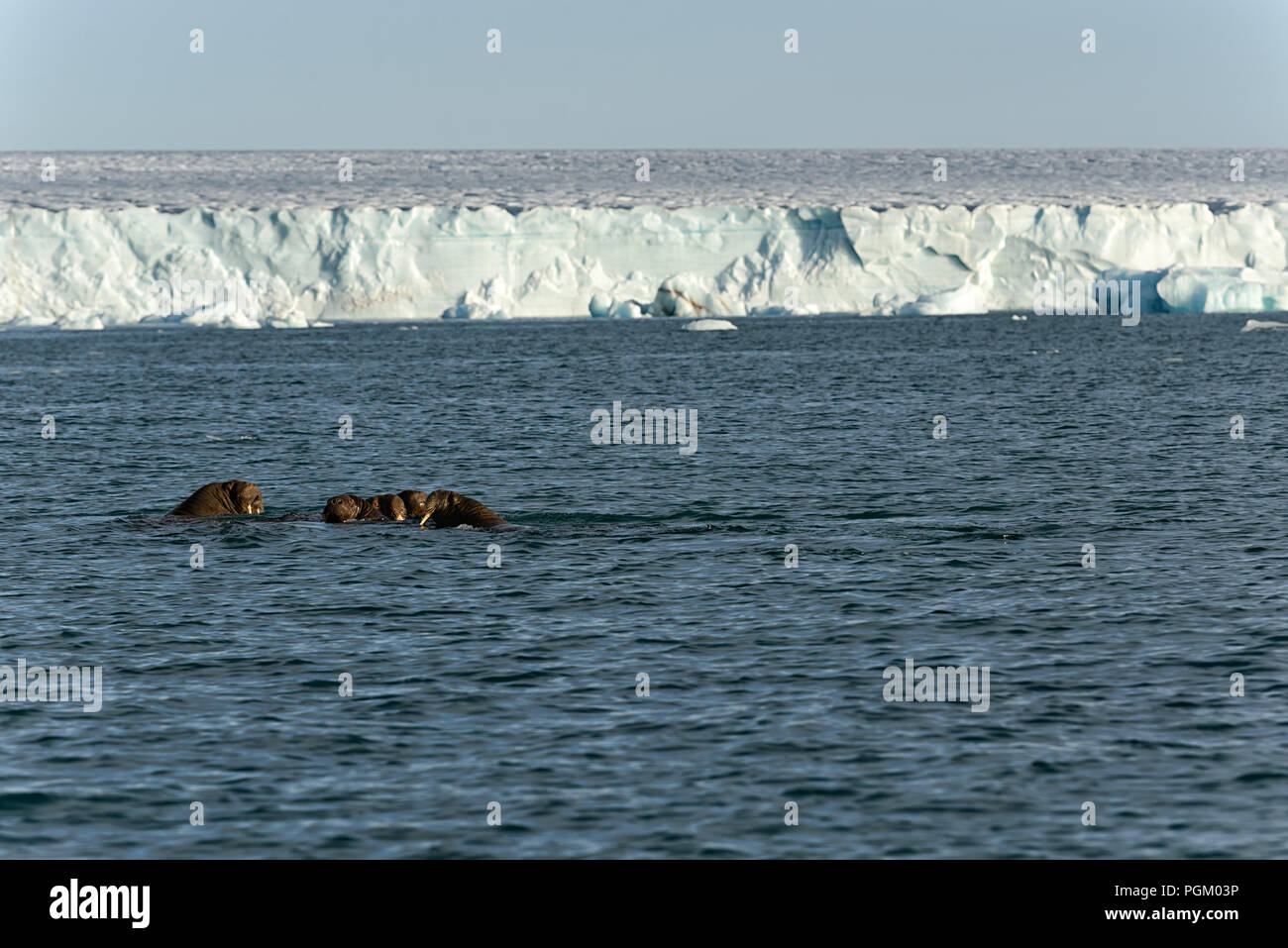 Walrosse schwimmen im Meer vor dem Gletscher Bråsvellbreen, arktische Eiskappe Austfonna , Nordaustlandet, Spitzbergen-Archipel, Norwegen Stockfoto