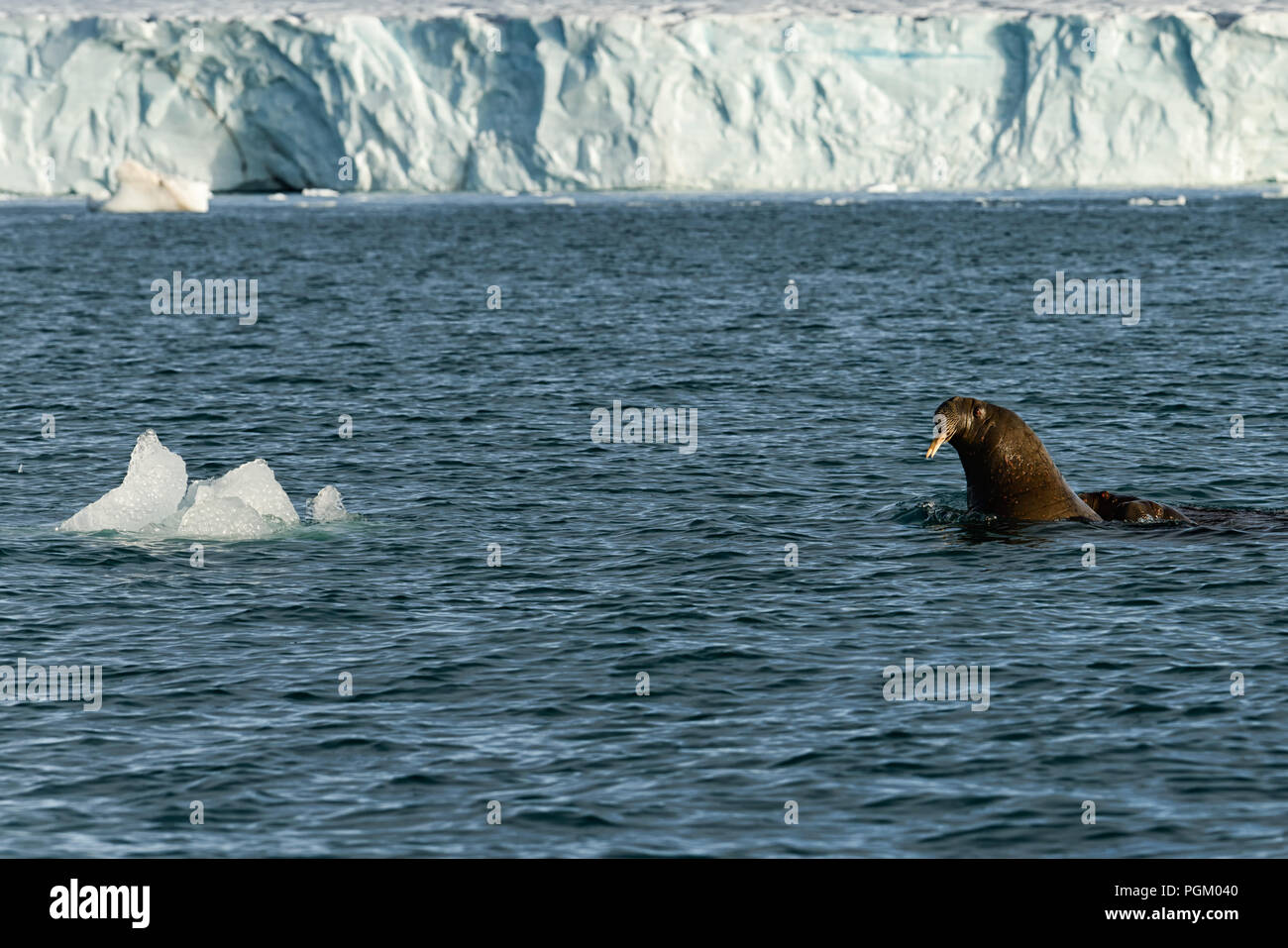 Walrosse schwimmen im Meer vor dem Gletscher Bråsvellbreen, arktische Eiskappe Austfonna, Nordaustlandet, Spitzbergen-Archipel, Norwegen Stockfoto