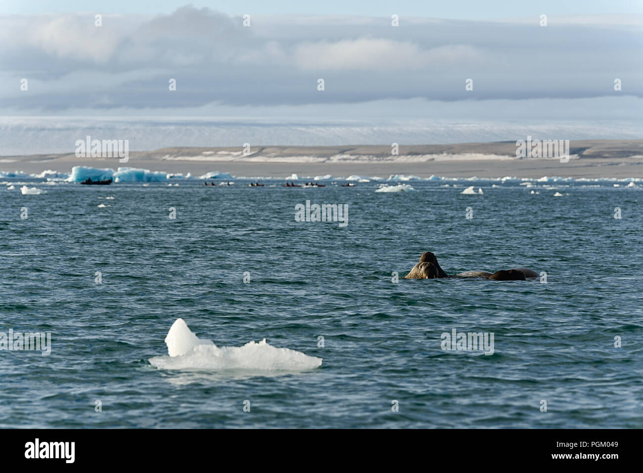 Gruppe der Walrosse schwimmen im Meer vor und Touristen hinter in der Nähe von Bråsvellbreen, Austfonna, Nordaustlandet, Svalbard, Norwegen Stockfoto