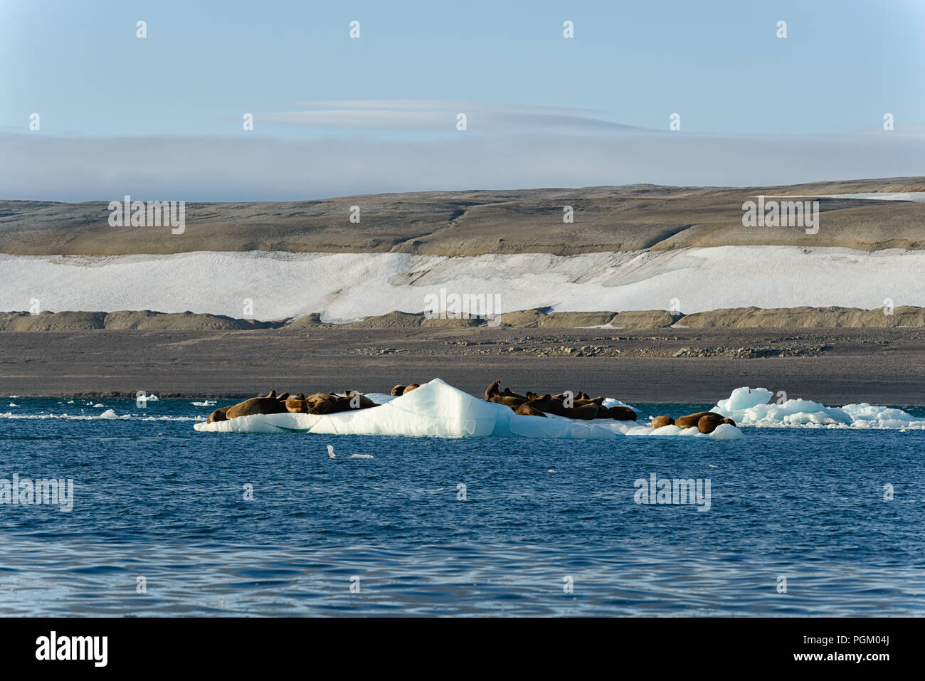 Gruppe von walrues auf einer Eisscholle, Nordaustlandet, Svalbard, Norwegen ruhen Stockfoto