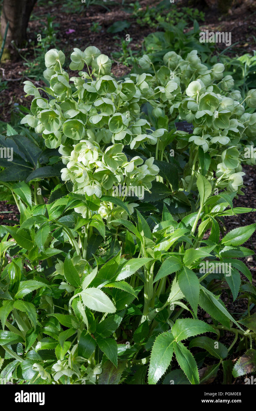 Helleborus Corsicus (Helleborus argutifolius), ein Frühling blühende Nieswurz mit ungewöhnlichen grünen Blumen. Stockfoto