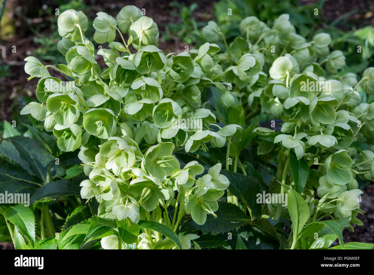 Helleborus Corsicus (Helleborus argutifolius), ein Frühling blühende Nieswurz mit ungewöhnlichen grünen Blumen. Stockfoto