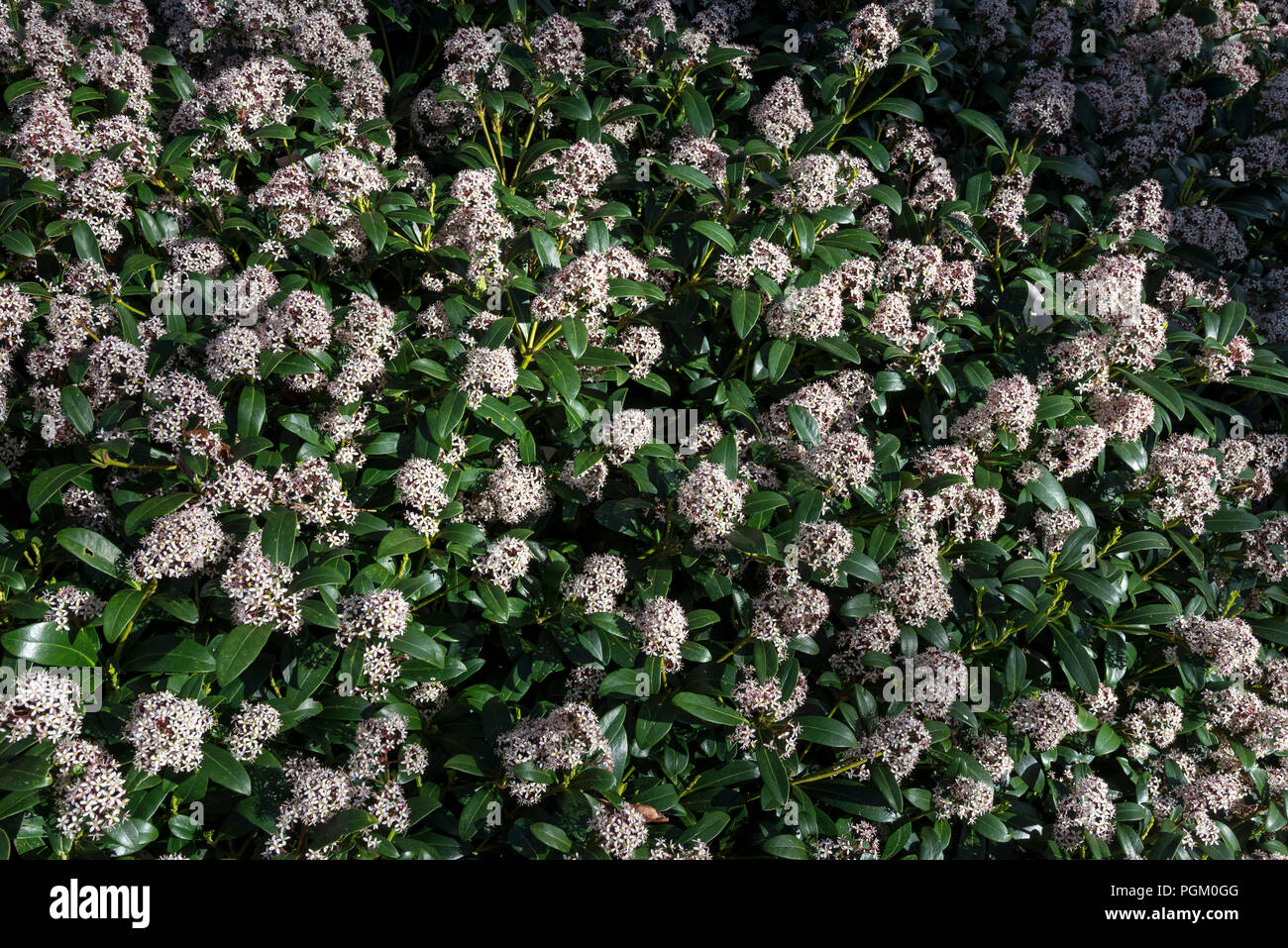 Skimmia japonica Rubella in voller Blüte. Einen immergrünen Zierpflanzen strauch Blüte im Frühjahr. Stockfoto
