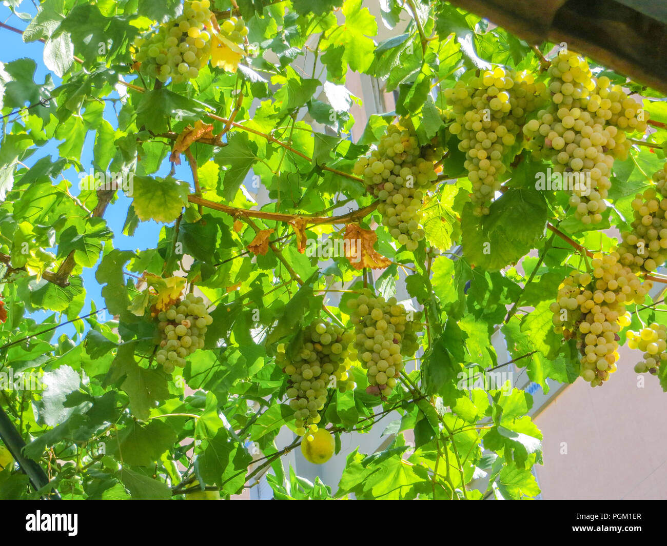 Trauben am Weinstock Stockfoto