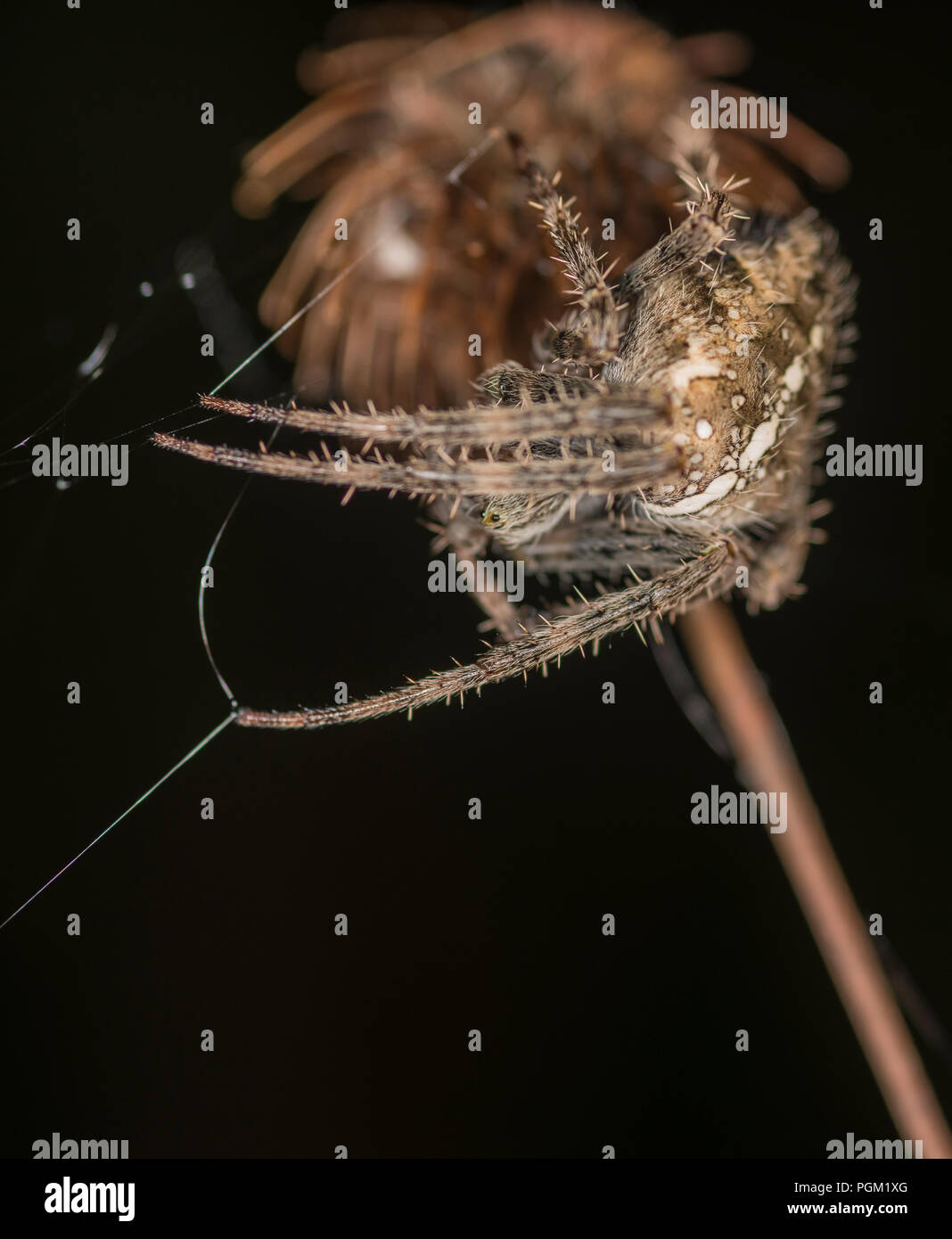 Die Spinne auf die Knospe einer Blume in der Ecke seiner Web Stockfoto