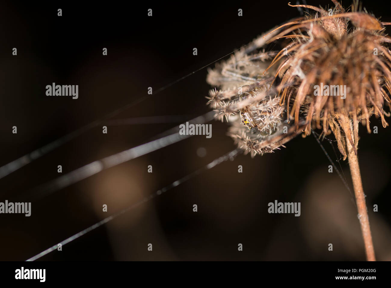 Die Spinne auf die Knospe einer Blume in der Ecke seiner Web Stockfoto