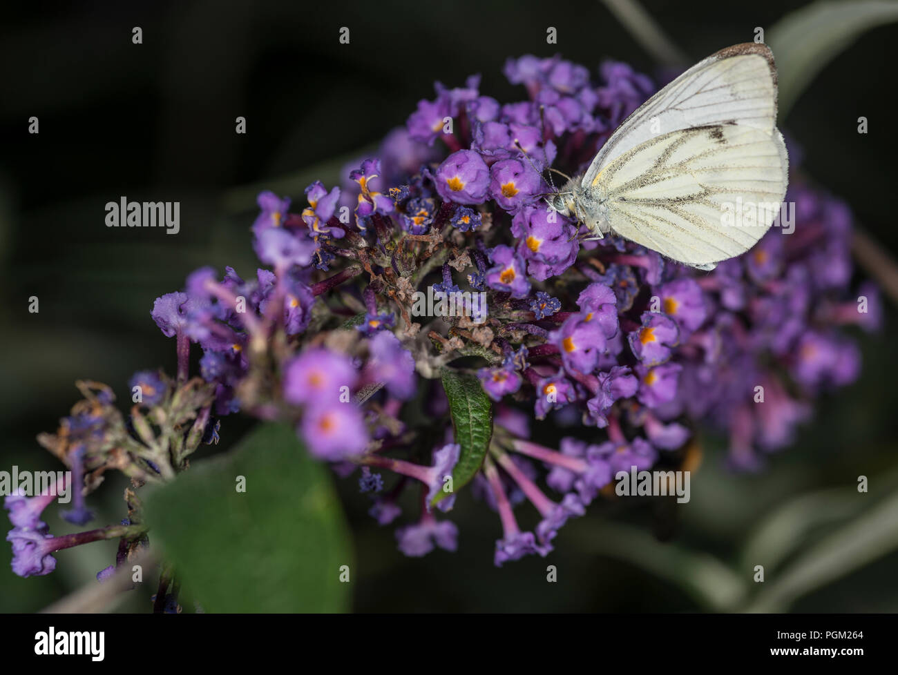 Rapsweißling Schmetterling Sammeln von Honig aus eine purpurrote Blume Stockfoto