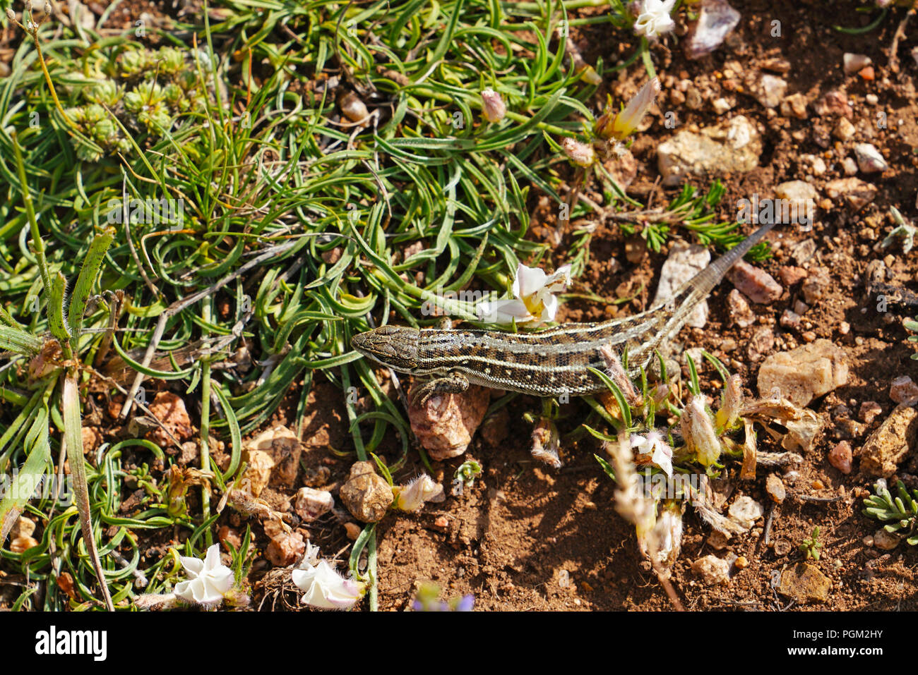 Gemeinsame Lizard (Zootoca Vivipara) mit einem fehlenden Schwanz auf dem Boden Stockfoto