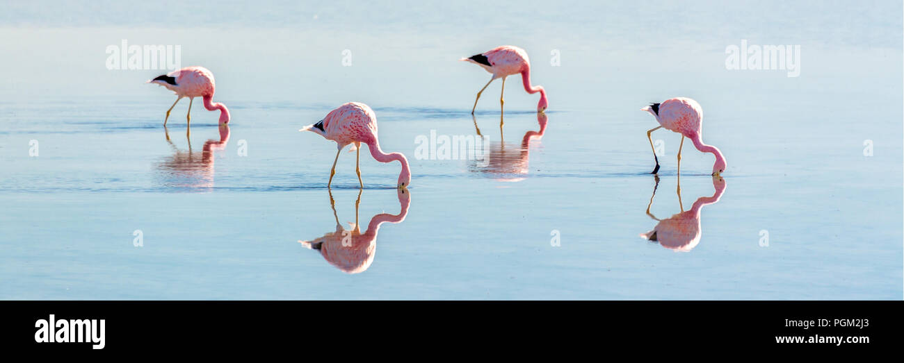 Andengemeinschaft Flamingos in der Laguna Chaxa, atacama salar, ChileAndean Flamingos in der Laguna Chaxa, atacama salar, Chile Stockfoto