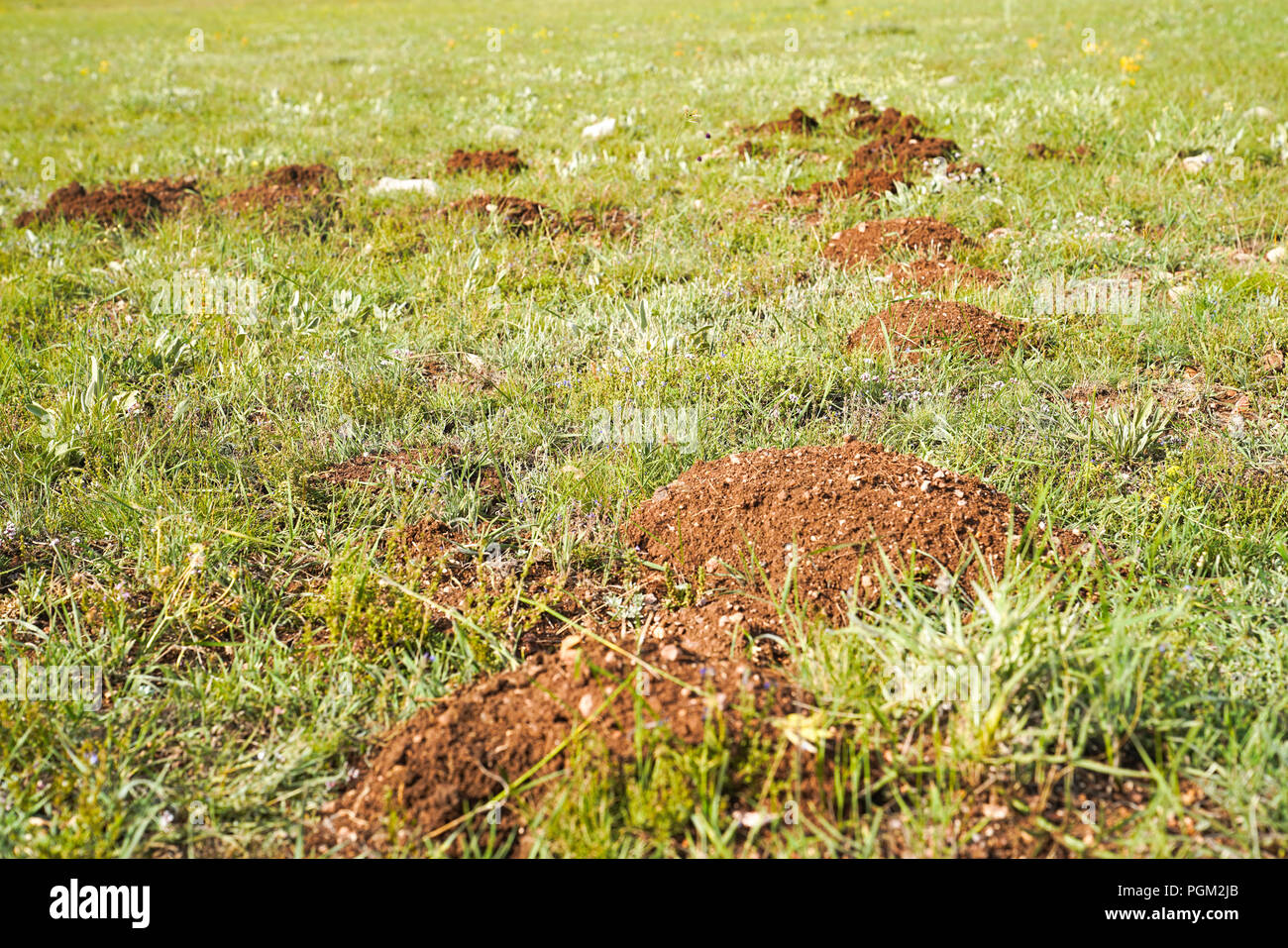 Selektiver Fokus der neuen Maulwurfshügel auf Rasen durch Maulwürfe Bevölkerung Stockfoto