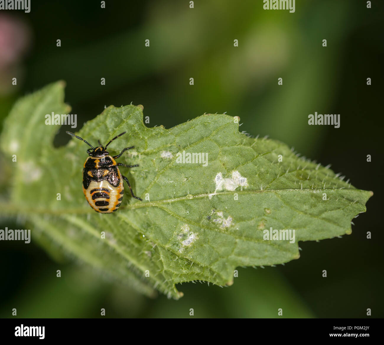 Frisch geschlüpfte Braun marmorated shield Bug auf einem grünen Blatt Stockfoto