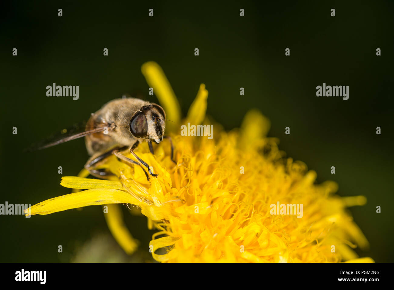 Honig Bienen sammeln Honig aus eine gelbe Blume Stockfoto