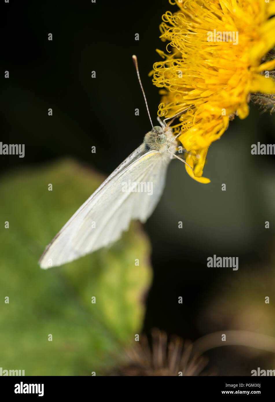 Kleinen weißen Schmetterling auf eine gelbe Blume Stockfoto