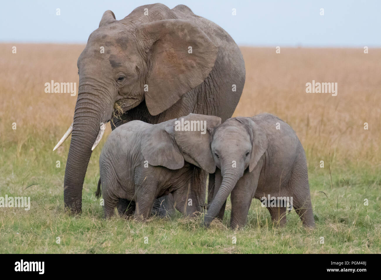 Wildlife baby Elefanten mit den Ohren spielen, nachdem Sie von einem älteren Familienmitglied betrachtet werden Stockfoto