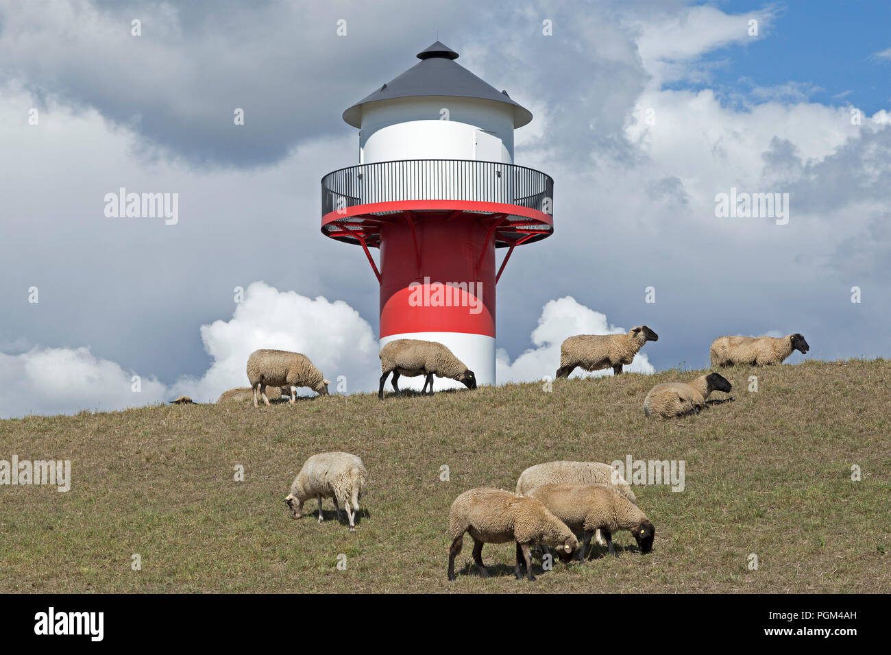 Schafe vor Leuchtturm, Lühe, Altes Land (altes Land), Niedersachsen, Deutschland Stockfoto