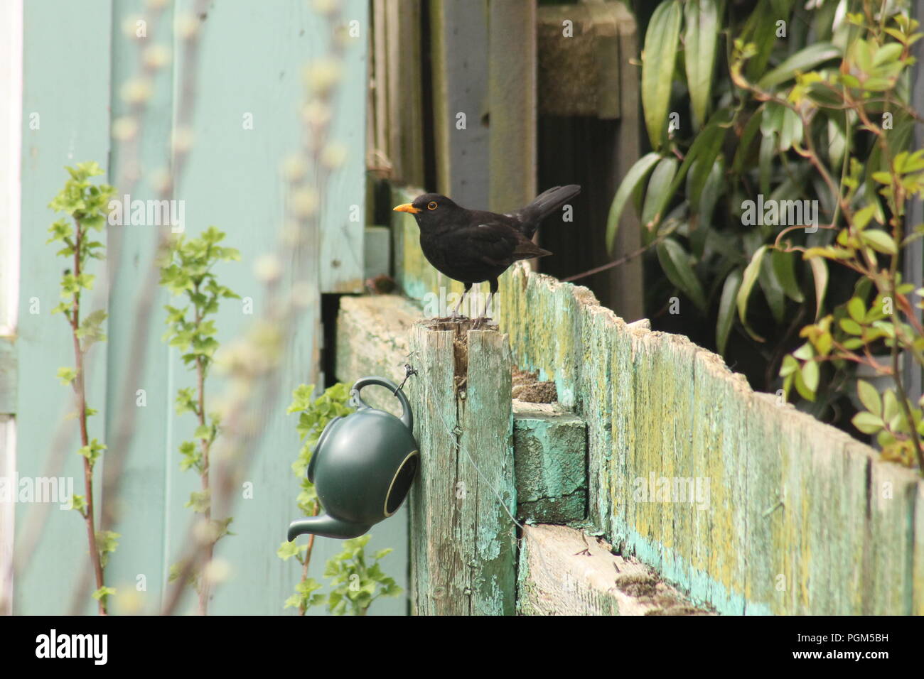 Blackbird sitzen auf einem Gartenzaun in Südengland Stockfoto