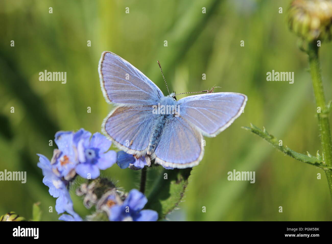 Gemeinsame blauer Schmetterling (Polyommatus icarus) auf Vergiss mich nicht Blumen in England, Großbritannien Stockfoto