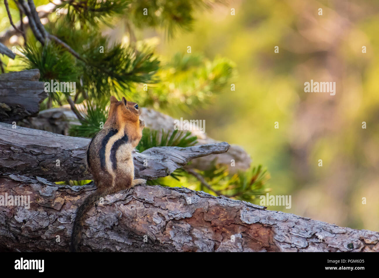 Chipmunk sitzt auf Anmelden, die Aussicht genießen, um den Abstand zu suchen. Stockfoto