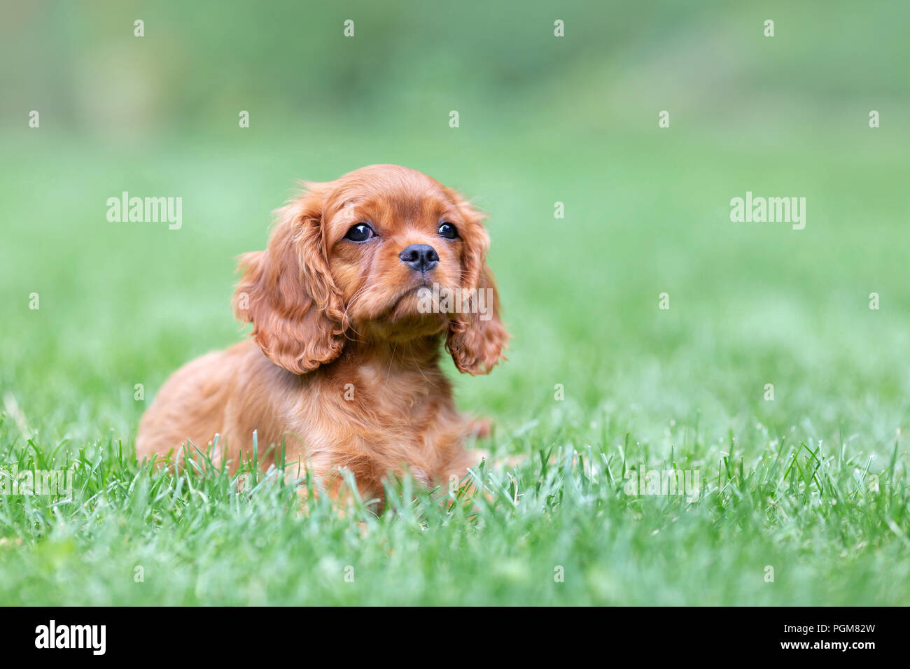 Cute Puppy, die auf dem Gras im Garten Stockfoto