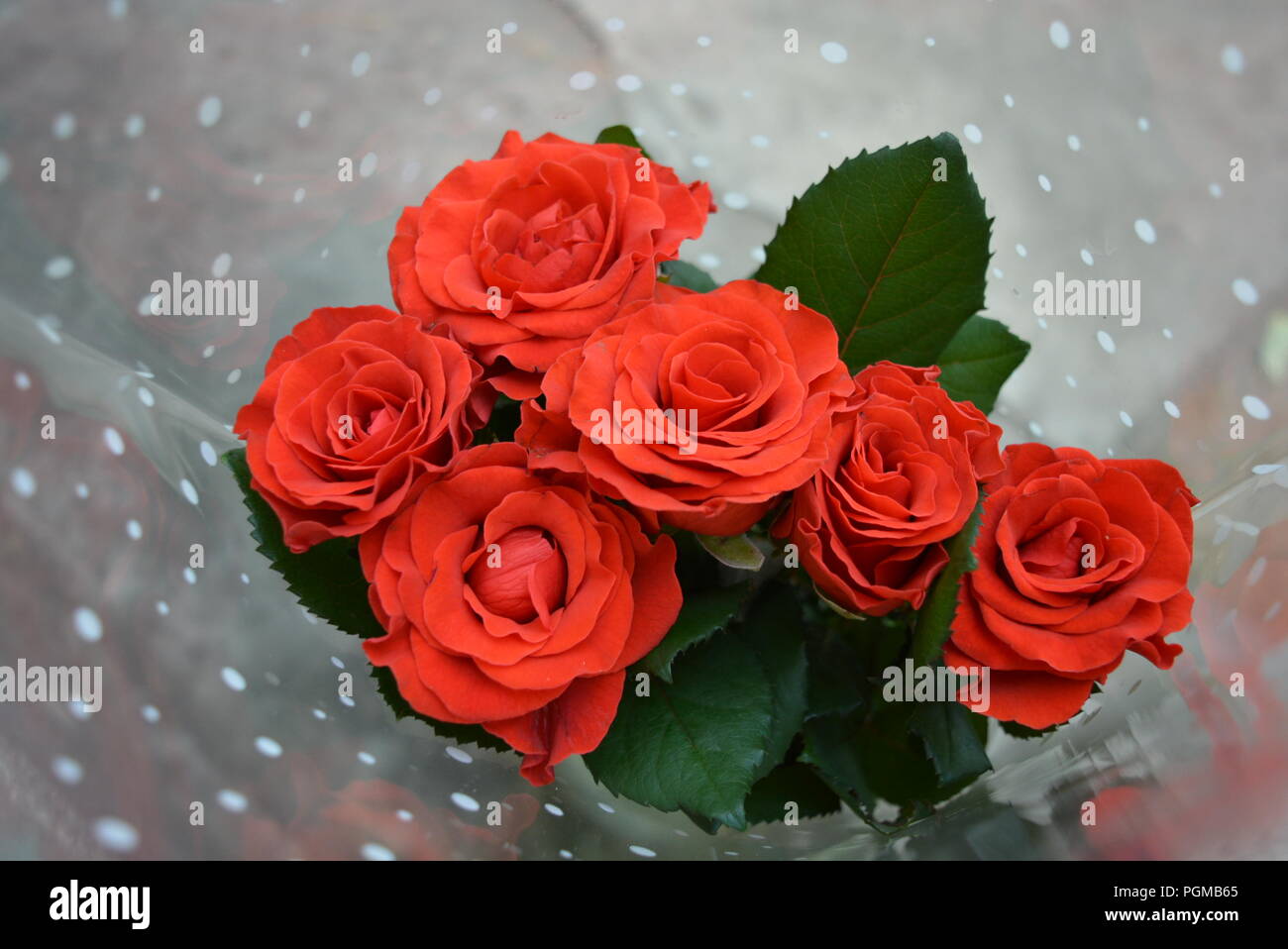 Sechs schöne, leuchtend rote Knospen Rosen auf einem Hintergrund aus transparentem Film mit weißen Erbsen Stockfoto