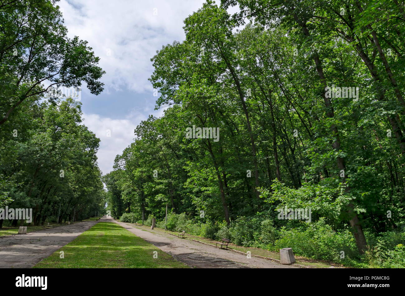 Holzbank auf der Gasse im Wald bei natürlichen Old West Park, Sofia, Bulgarien Stockfoto