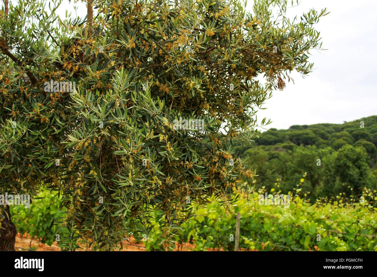 Bunte und schöne Weinberge zwischen Arrabida Berge in Portugal Stockfoto