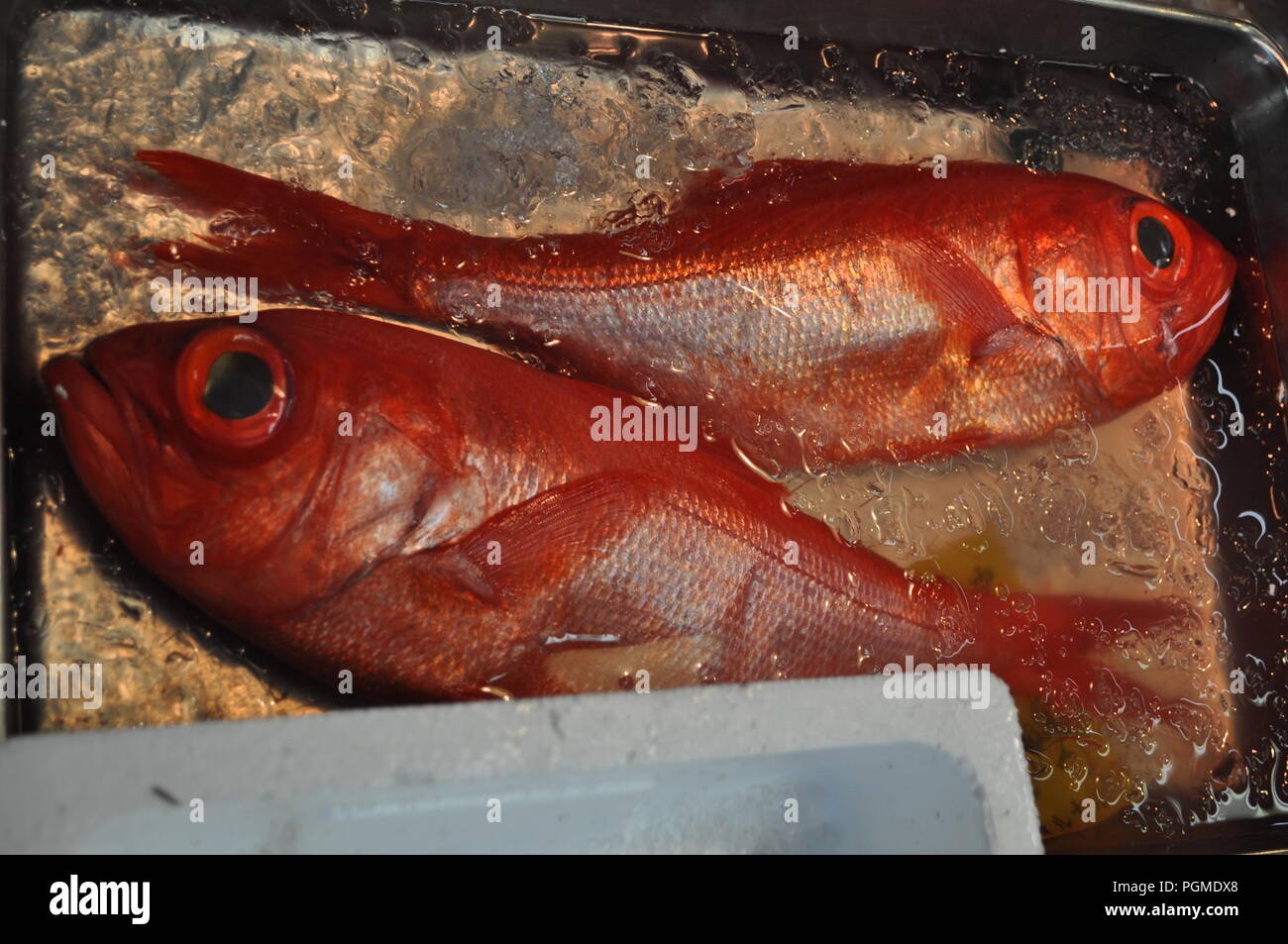 Rote Fische mit großen Augen (Priacanthidae) zum Verkauf in Tsukiji Fischmarkt, Tokio, Japan Stockfoto